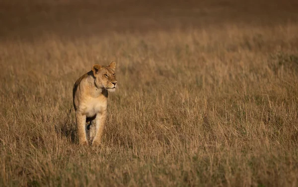 非洲马赛马拉的狮子 — 图库照片