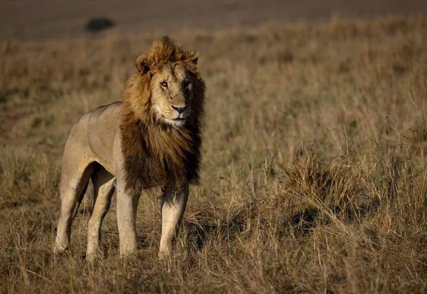 Lev Maasai Mara Afrika — Stock fotografie