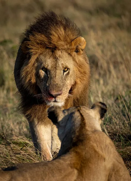 Leone Nel Maasai Mara Africa — Foto Stock