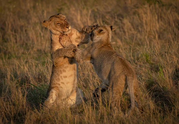 Leão Maasai Mara África — Fotografia de Stock