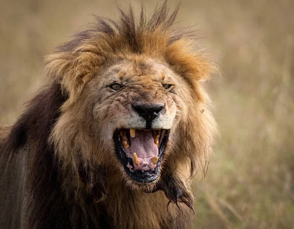 Lion Dans Maasai Mara Afrique — Photo