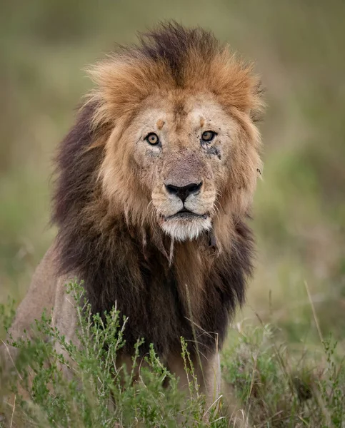 Leone Nel Maasai Mara Africa — Foto Stock