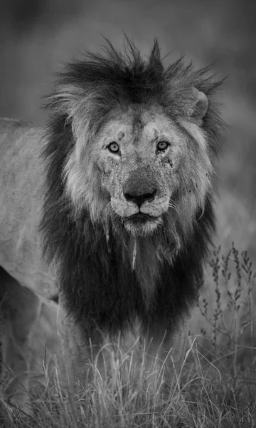 Lion Dans Maasai Mara Afrique — Photo