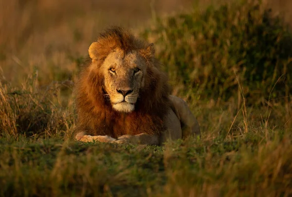 Lev Maasai Mara Afrika — Stock fotografie