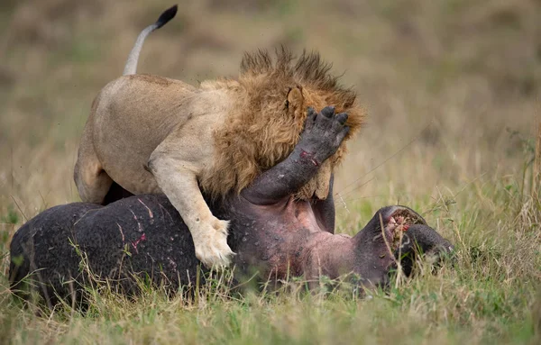 Leone Nel Maasai Mara Africa — Foto Stock