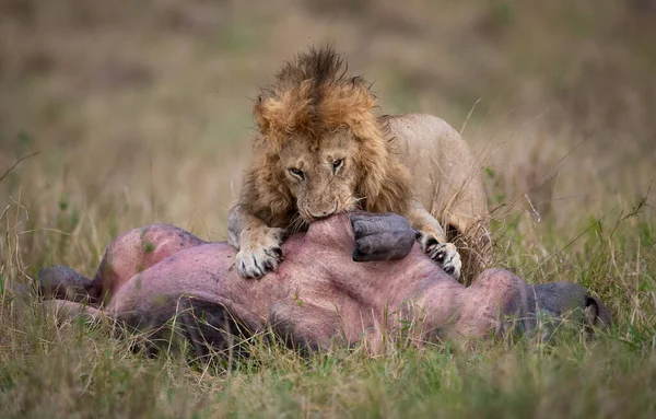 アフリカのマサイマラのライオン — ストック写真