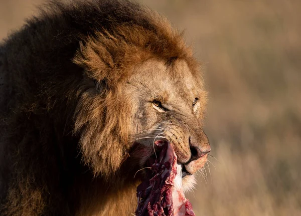 Leone Nel Maasai Mara Africa — Foto Stock