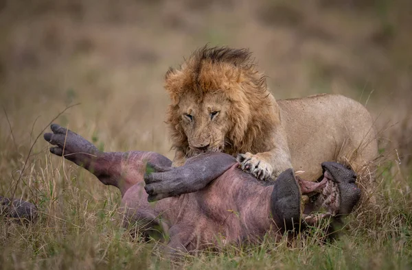 Lion Dans Maasai Mara Afrique — Photo