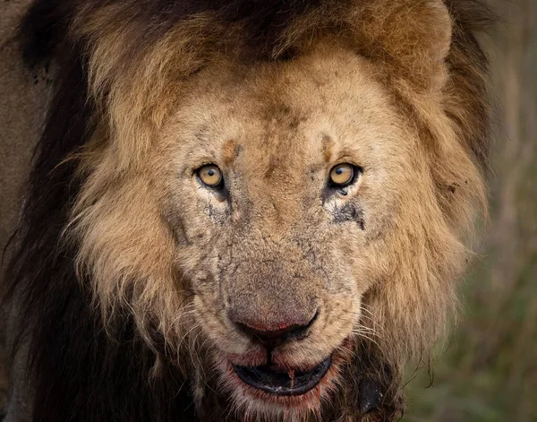 Lion Maasai Mara Africa — Stock Photo, Image