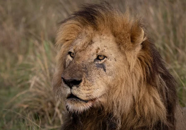 Lev Maasai Mara Afrika — Stock fotografie