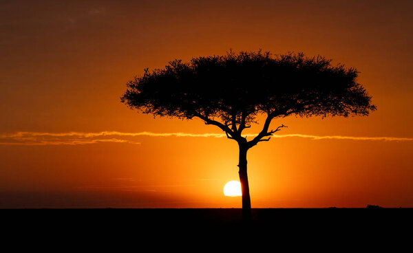 Sunrise behind an acacia tree in Africa 
