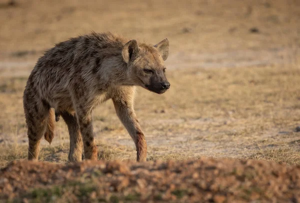 Een Hyena Afrika — Stockfoto