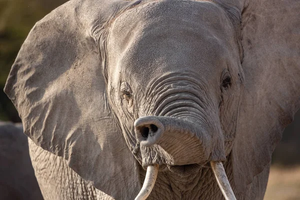 Slon Africe — Stock fotografie