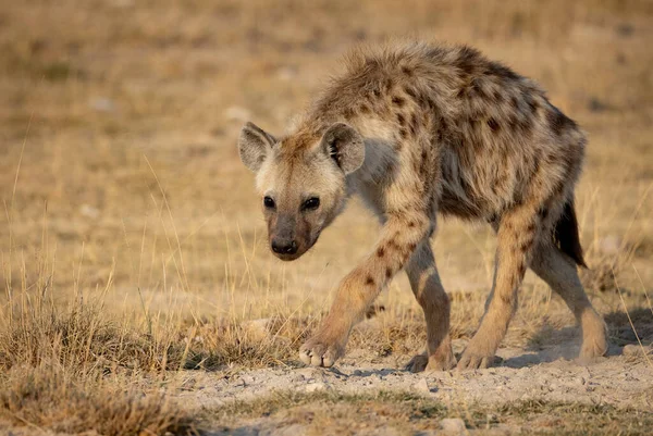 Eine Hyäne Afrika — Stockfoto