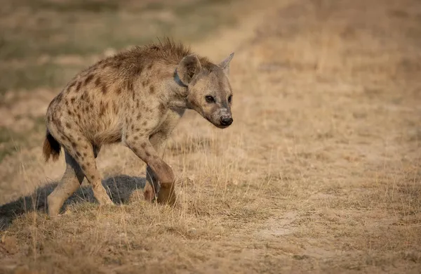 Une Hyène Afrique — Photo