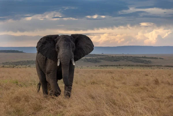 Afrika Bir Fil — Stok fotoğraf