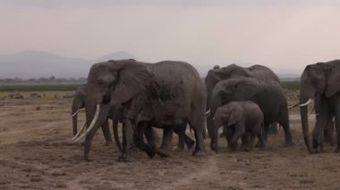 Afrika 'daki Filler Video Klibi