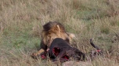 Masai Mara 'daki Aslan, Afrika