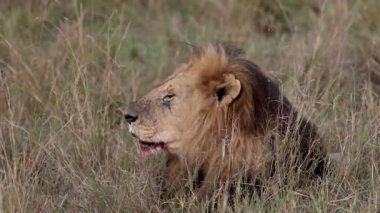Afrika 'da bir aslan videosu
