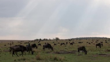 Afrika 'daki Afrika Antilopları Büyük Göç 
