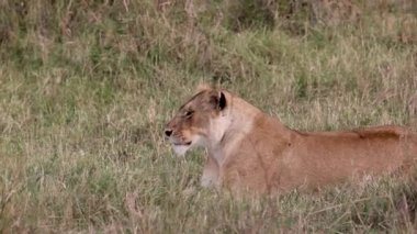 Mara 'da Bir Aslan, Afrika Video Klibi