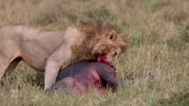 Mara 'da Bir Aslan, Afrika Video Klibi