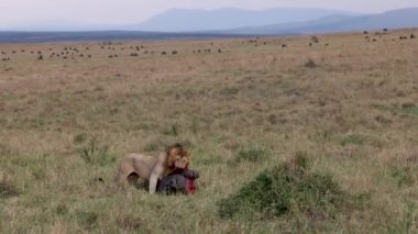 Mara 'da Bir Aslan, Afrika Video Klibi