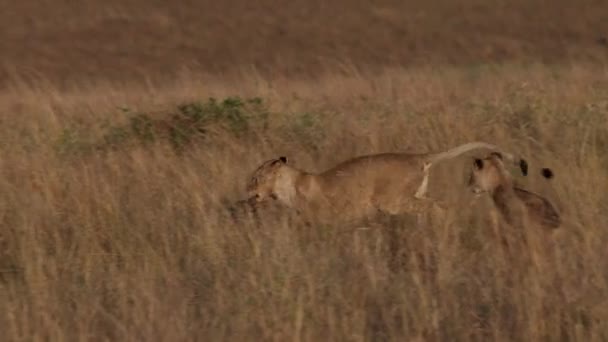 アフリカのマサイマラのライオン — ストック動画