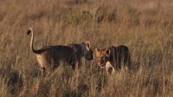 Löwe Der Maasai Mara Afrika — Stockvideo