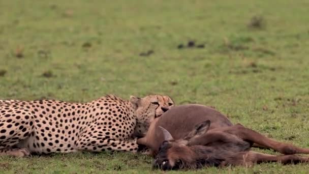 アフリカの偉大な移住の間に野生動物を食べるチーター — ストック動画