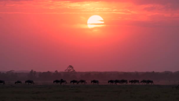 Wildebeest Wielka Migracja Afryce — Wideo stockowe