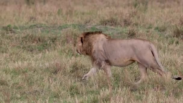 León África Video Clip — Vídeos de Stock