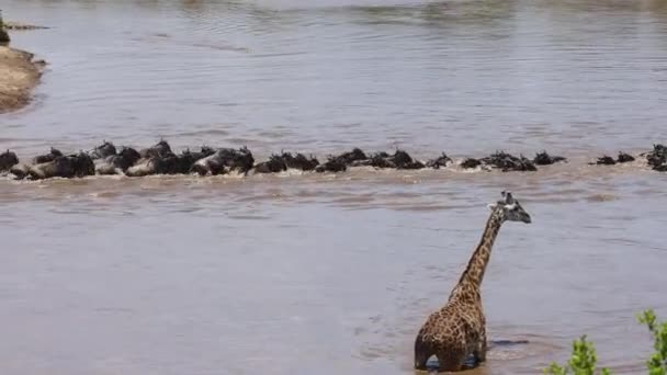 Grande Migração Dos Gnus África — Vídeo de Stock