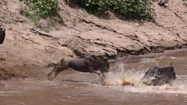 Grande Migração Dos Gnus África — Vídeo de Stock