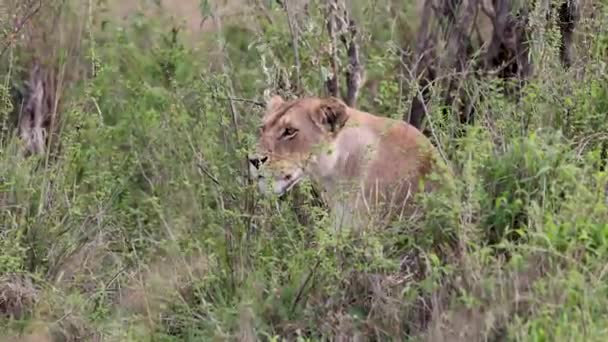 Een Leeuw Mara Afrika Videoclip — Stockvideo