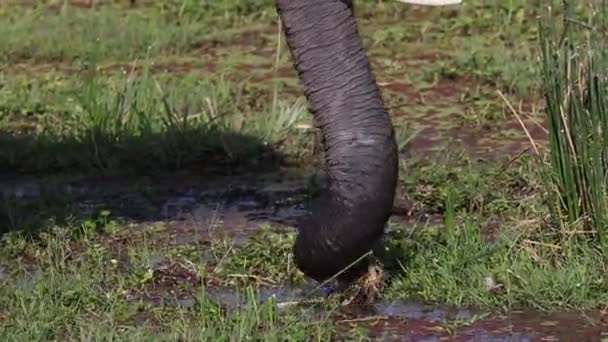 아프리카의 코끼리 비디오 — 비디오