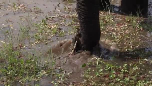 Слоны Африке Video Clip — стоковое видео