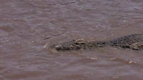 Ein Krokodil Mara River Afrika — Stockvideo