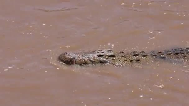Cocodrilo Río Mara África — Vídeos de Stock