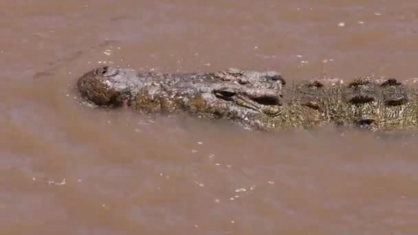 Crocodilo Rio Mara África — Vídeo de Stock