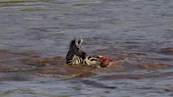 Ein Krokodil Mara River Afrika — Stockvideo