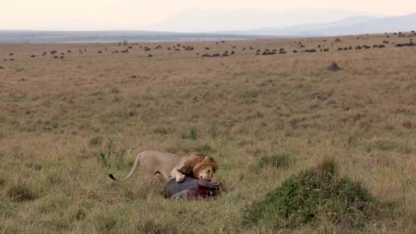 Een Leeuw Mara Afrika Videoclip — Stockvideo