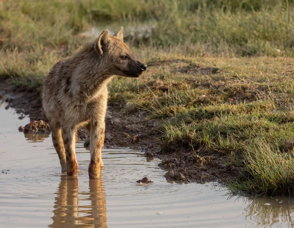 Een Hyena Mara Driehoek Afrika — Stockfoto