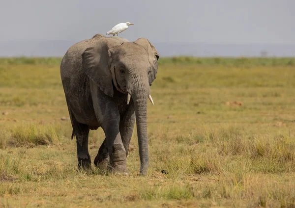 アフリカの象 — ストック写真