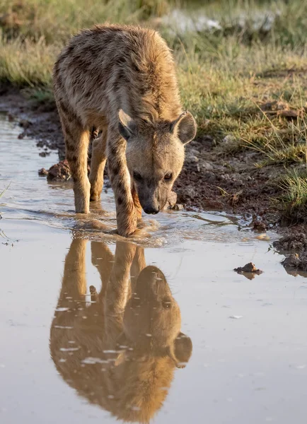 Une Hyène Dans Triangle Mara Afrique — Photo
