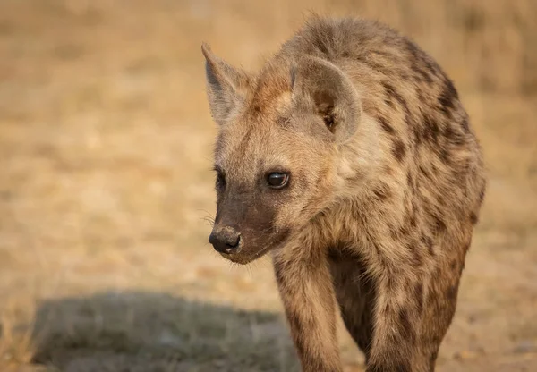 Eine Hyäne Mara Dreieck Afrika — Stockfoto