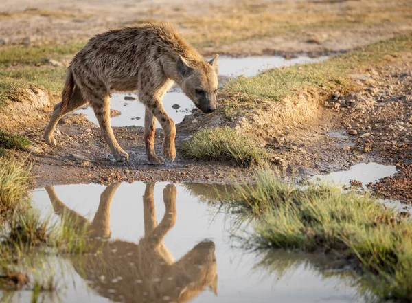 Une Hyène Dans Triangle Mara Afrique — Photo