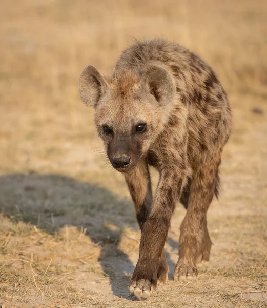 Hyena Mara Triangle Africa — Stock Photo, Image