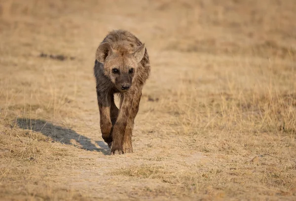 Une Hyène Dans Triangle Mara Afrique — Photo