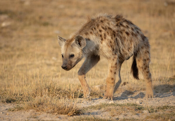 A Hyena in the Mara Triangle, Africa